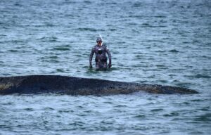 Die Sensation im Meer: Wal Ostsee aktuell im Fokus
